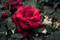 Photo of a red rose with water drop.