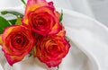photo of red roses isolated on a white background Royalty Free Stock Photo
