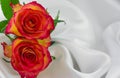 photo of red roses isolated on a white background Royalty Free Stock Photo