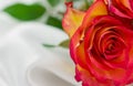 photo of red roses isolated on a white background Royalty Free Stock Photo