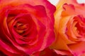 photo of red roses isolated on a white background Royalty Free Stock Photo