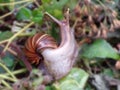 Photo of a red snail crawling on a pile of dried leaves and flowers in the forestÃ¯Â¿Â¼ Royalty Free Stock Photo