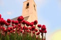 Photo tulips with white church from garden