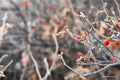 Photo of red winter berries on gray colored twigs.