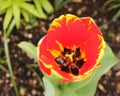 Photo of a red and yellow tulip in a garden in macro view