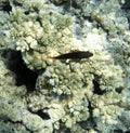Photo of redlip blenny fish