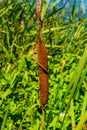 Photo of reed mace near beautiful blue lake Royalty Free Stock Photo