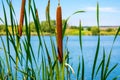 Photo of reed mace near beautiful blue lake