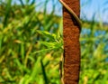 Photo of reed mace near beautiful blue lake Royalty Free Stock Photo