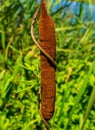 Photo of reed mace near beautiful blue lake Royalty Free Stock Photo