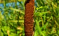 Photo of reed mace near beautiful blue lake Royalty Free Stock Photo