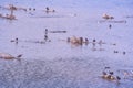 Geese and ducks are resting in Dunav River, Belgrade, Serbia Royalty Free Stock Photo