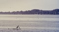 Heron resting in Dunav River, Belgrade, Serbia Royalty Free Stock Photo