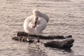 Swan is looking for food, Dunav River, Belgrade, Serbia Royalty Free Stock Photo