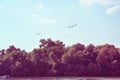 Two birds flying above the Dunav River in Belgrade, Serbia Royalty Free Stock Photo