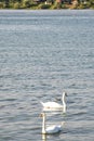 Two swans, two ways, Dunav River, Belgrade, Serbia