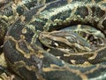 Photo of reticulated python head closeup Royalty Free Stock Photo