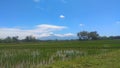 photo of rice fields and Indonesian sky views that are still natural blue