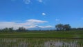 photo of rice fields and Indonesian sky views that are still natural blue