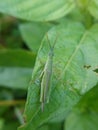 photo of rice grasshoppers perched on green leaves