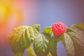 Photo ripe raspberries branch. Red raspberries. Red berry with green leaves in the sun.