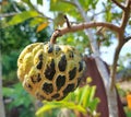 photo of ripe srikaya fruit which is round and blackish yellow in color