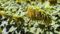 Ripe sunflower in the foreground in field of sunflowers on a sunny day. Royalty Free Stock Photo