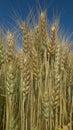 Photo of ripe wheat farm india Royalty Free Stock Photo