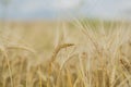 Photo of ripe wheat spikes Royalty Free Stock Photo