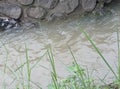 photo of the river on the edge of the rice field