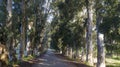 A photo of the road in the forest that reflects the nature of Mugla, Akyaka.