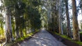 A photo of the road in the forest that reflects the nature of Mugla, Akyaka.