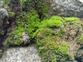 photo of rocks that are mossy and look natural without editing