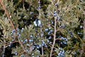 Photo of Rocky Mountain Juniper tree blue berries.