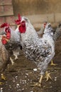 Photo of rooster breed Legbar cream . Royalty Free Stock Photo