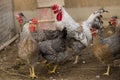 Photo of rooster and chickens breed Legbar cream. Royalty Free Stock Photo