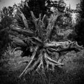 Photo of root of uprooted tree black and white