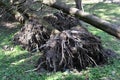 Roots of two fallen trees in the forest