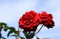 Photo rose flower isolated on the natural blurred background. Closeup. For design, texture, background. Nature Royalty Free Stock Photo