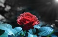 Photo rose flower isolated on the natural blurred background. Closeup. For design, texture, background. Nature Royalty Free Stock Photo