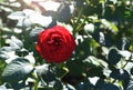 Photo rose flower isolated on the natural blurred background. Closeup. For design, texture, background. Nature Royalty Free Stock Photo