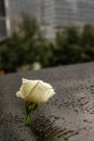 9/11 memorial rose
