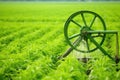 photo of a rotating sprinkler in a fertile green pea field