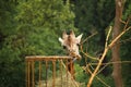 Photo of Rothschilds giraffe eating straw with stick out tongue Royalty Free Stock Photo