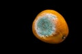 A photo of rotten moldy orange, tangerine isolated on black background. A photo of the growing mold. Food contamination, bad spoil Royalty Free Stock Photo