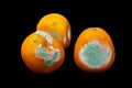 A photo of rotten moldy orange, tangerine isolated on black background. A photo of the growing mold. Food contamination, bad spoil