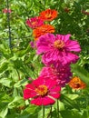 Row of Pretty Zinnia Flowers in the Garden in Summer in August