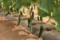 Photo of rows of cucumber plantings. The topic of gardening