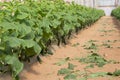 Photo of rows of cucumber plantings. The topic of gardening