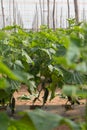 Photo of rows of cucumber plantings. The topic of gardening